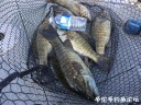 Filename=attachID_31429_postID_285256_IMG_2891.JPG
Filesize=209KiB
Dimensions=1000x750
Date added=Oct 21, 2017 attachID_31429_postID_285256_IMG_2891.JPG