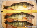 Filename=attachID_31732_postID_287521_DSCN1504.JPG
Filesize=152KiB
Dimensions=1000x750
Date added=Oct 21, 2017 attachID_31732_postID_287521_DSCN1504.JPG