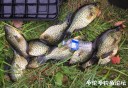 attachID_31842_postID_288308_IMG_3001.JPG