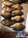 Filename=attachID_32066_postID_290855_IMG_3986.JPG
Filesize=119KiB
Dimensions=750x1000
Date added=May 17, 2018 attachID_32066_postID_290855_IMG_3986.JPG