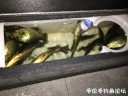 Filename=attachID_32067_postID_290908_653D3DA1-15B7-432E-8720-65D4863513C0.jpeg
Filesize=134KiB
Dimensions=1000x750
Date added=May 17, 2018 attachID_32067_postID_290908_653D3DA1-15B7-432E-8720-65D4863513C0.jpeg