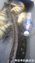 Filename=attachID_32117_postID_291717_20171101_162809.jpg
Filesize=76KiB
Dimensions=562x1000
Date added=May 17, 2018 attachID_32117_postID_291717_20171101_162809.jpg