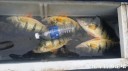 Filename=attachID_32118_postID_291717_20171101_162728.jpg
Filesize=68KiB
Dimensions=1000x562
Date added=May 17, 2018 attachID_32118_postID_291717_20171101_162728.jpg