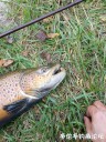 Filename=attachID_32214_postID_292839_IMG_20171109_084931.jpg
Filesize=214KiB
Dimensions=750x1000
Date added=May 17, 2018 attachID_32214_postID_292839_IMG_20171109_084931.jpg