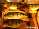 Filename=attachID_32334_postID_293762_DSCN1600.JPG
Filesize=122KiB
Dimensions=1000x750
Date added=May 17, 2018 attachID_32334_postID_293762_DSCN1600.JPG