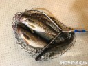 Filename=attachID_32388_postID_294189_FullSizeRender.jpeg
Filesize=130KiB
Dimensions=1000x750
Date added=May 17, 2018 attachID_32388_postID_294189_FullSizeRender.jpeg