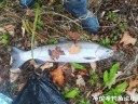 Filename=attachID_32486_postID_295193_QQ20171126043532.jpg
Filesize=200KiB
Dimensions=1000x750
Date added=May 17, 2018 attachID_32486_postID_295193_QQ20171126043532.jpg