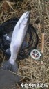 Filename=attachID_32502_postID_295263_IMG_20171126_999.jpg
Filesize=121KiB
Dimensions=562x1000
Date added=May 17, 2018 attachID_32502_postID_295263_IMG_20171126_999.jpg