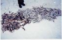 Filename=attachID_3254_postID_26363_image.jpg
Filesize=80KiB
Dimensions=847x550
Date added=Dec 02, 2016 attachID_3254_postID_26363_image.jpg
