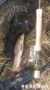 Filename=attachID_32617_postID_296259_IMG_20171203_1385.jpg
Filesize=120KiB
Dimensions=562x1000
Date added=May 17, 2018 attachID_32617_postID_296259_IMG_20171203_1385.jpg