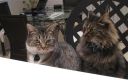 Filename=attachID_3287_postID_26689_2cats.jpg
Filesize=98KiB
Dimensions=803x505
Date added=Dec 02, 2016 attachID_3287_postID_26689_2cats.jpg