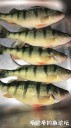 Filename=attachID_33000_postID_300169_IMG_0075.JPG
Filesize=93KiB
Dimensions=562x1000
Date added=May 17, 2018 attachID_33000_postID_300169_IMG_0075.JPG