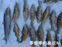 Filename=attachID_33036_postID_300550_pb_whitefish_perch.jpg
Filesize=49KiB
Dimensions=625x469
Date added=May 17, 2018 attachID_33036_postID_300550_pb_whitefish_perch.jpg