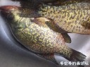 Filename=attachID_33113_postID_301327_73.jpg
Filesize=127KiB
Dimensions=979x734
Date added=May 17, 2018 attachID_33113_postID_301327_73.jpg