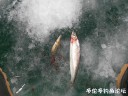 Filename=attachID_33211_postID_302636_DSCN1711.JPG
Filesize=146KiB
Dimensions=1000x750
Date added=May 17, 2018 attachID_33211_postID_302636_DSCN1711.JPG