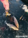 Filename=attachID_33236_postID_302754_IMG_005028129.jpg
Filesize=146KiB
Dimensions=750x1000
Date added=May 17, 2018 attachID_33236_postID_302754_IMG_005028129.jpg