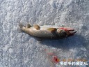 Filename=attachID_33294_postID_303446_DSCN1727.JPG
Filesize=156KiB
Dimensions=1000x750
Date added=May 17, 2018 attachID_33294_postID_303446_DSCN1727.JPG