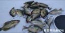 Filename=attachID_33431_postID_304771_1_27b.JPG
Filesize=88KiB
Dimensions=1000x509
Date added=May 17, 2018 attachID_33431_postID_304771_1_27b.JPG