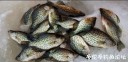 Filename=attachID_33433_postID_304771_1_27d.JPG
Filesize=107KiB
Dimensions=1000x487
Date added=May 17, 2018 attachID_33433_postID_304771_1_27d.JPG