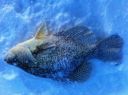 attachID_3628_postID_29709_Crappie1.jpg