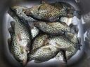 Filename=attachID_3725_postID_30514_crappies.jpg
Filesize=207KiB
Dimensions=958x722
Date added=Dec 02, 2016 attachID_3725_postID_30514_crappies.jpg