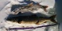 Filename=attachID_3853_postID_31769_005a.jpg
Filesize=250KiB
Dimensions=1226x630
Date added=Dec 02, 2016 attachID_3853_postID_31769_005a.jpg