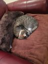 Filename=attachID_3867_postID_32101_cat_sleep1.jpg
Filesize=321KiB
Dimensions=900x1200
Date added=Dec 02, 2016 attachID_3867_postID_32101_cat_sleep1.jpg