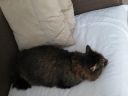 Filename=attachID_3868_postID_32101_cat_sleep2.jpg
Filesize=170KiB
Dimensions=1200x900
Date added=Dec 02, 2016 attachID_3868_postID_32101_cat_sleep2.jpg