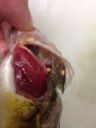 Filename=attachID_3907_postID_32517_perch1.jpg
Filesize=53KiB
Dimensions=612x816
Date added=Dec 02, 2016 attachID_3907_postID_32517_perch1.jpg
