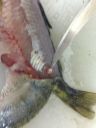 Filename=attachID_3908_postID_32517_perch2.jpg
Filesize=82KiB
Dimensions=612x816
Date added=Dec 02, 2016 attachID_3908_postID_32517_perch2.jpg