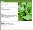 attachID_4381_postID_37696_Mustard.jpg