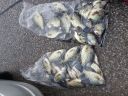 Filename=attachID_4422_postID_38147_crappie12.jpg
Filesize=90KiB
Dimensions=625x469
Date added=Dec 02, 2016 attachID_4422_postID_38147_crappie12.jpg