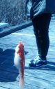 Filename=attachID_4478_postID_39407_2014-04-2019_18_27.jpg
Filesize=218KiB
Dimensions=387x619
Date added=Dec 02, 2016 attachID_4478_postID_39407_2014-04-2019_18_27.jpg