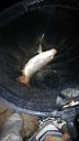 Filename=attachID_4652_postID_41723_222055z2laxnzoiaaaqiyg_thumb.jpg
Filesize=103KiB
Dimensions=564x1000
Date added=Dec 02, 2016 attachID_4652_postID_41723_222055z2laxnzoiaaaqiyg_thumb.jpg