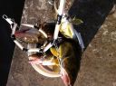 attachID_4921_postID_44677_IMG_0864-jpeg.jpg