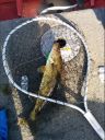 Filename=attachID_5005_postID_46141_0__12ap.jpg
Filesize=297KiB
Dimensions=620x820
Date added=Dec 02, 2016 attachID_5005_postID_46141_0__12ap.jpg