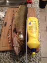Filename=attachID_5011_postID_46004_bowfin2.jpg
Filesize=126KiB
Dimensions=800x1067
Date added=Dec 02, 2016 attachID_5011_postID_46004_bowfin2.jpg