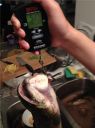 Filename=attachID_5012_postID_46004_bowfin3.jpg
Filesize=75KiB
Dimensions=800x1067
Date added=Dec 02, 2016 attachID_5012_postID_46004_bowfin3.jpg