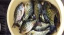attachID_5189_postID_49055_crappie_meal1.jpg
