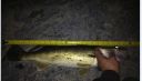 attachID_5279_postID_50539_Walleye1.jpg