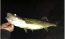 attachID_5280_postID_50539_walleye2.jpg