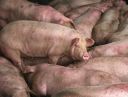 attachID_5299_postID_51236_smartpig.JPG