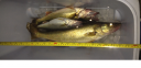 Filename=attachID_5621_postID_55392_1.png
Filesize=569KiB
Dimensions=766x374
Date added=Dec 02, 2016 attachID_5621_postID_55392_1.png