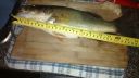 Filename=attachID_5793_postID_57036_mybass1.jpg
Filesize=158KiB
Dimensions=816x459
Date added=Dec 02, 2016 attachID_5793_postID_57036_mybass1.jpg