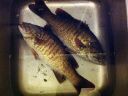 Filename=attachID_5800_postID_57283_20140702_fish.jpg
Filesize=649KiB
Dimensions=800x600
Date added=Dec 02, 2016 attachID_5800_postID_57283_20140702_fish.jpg