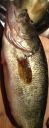 Filename=attachID_5893_postID_58213_fphoto.JPG
Filesize=76KiB
Dimensions=248x640
Date added=Dec 02, 2016 attachID_5893_postID_58213_fphoto.JPG