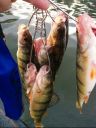 attachID_6288_postID_63826_IMG_20140726_003034.jpg