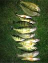 attachID_6926_postID_69978_perch2.jpg