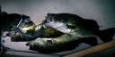 attachID_6960_postID_70373_20140819_.jpg