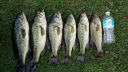 Filename=attachID_7304_postID_72860_fish3.jpg
Filesize=635KiB
Dimensions=1269x714
Date added=Dec 02, 2016 attachID_7304_postID_72860_fish3.jpg